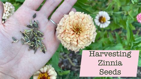 Zinnia Seed Oil: En Hämtning Av Antioxidanter Från Det Vilda Och Nyckeln Till En Perfekt Biodiesel?